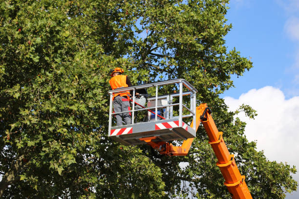 Best Tree and Shrub Care  in USA